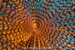 Giant fan worm (3) by Vittorio Durante 